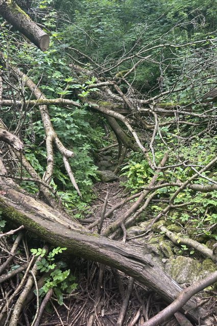 Dutch Mountain Trail bomen op pad